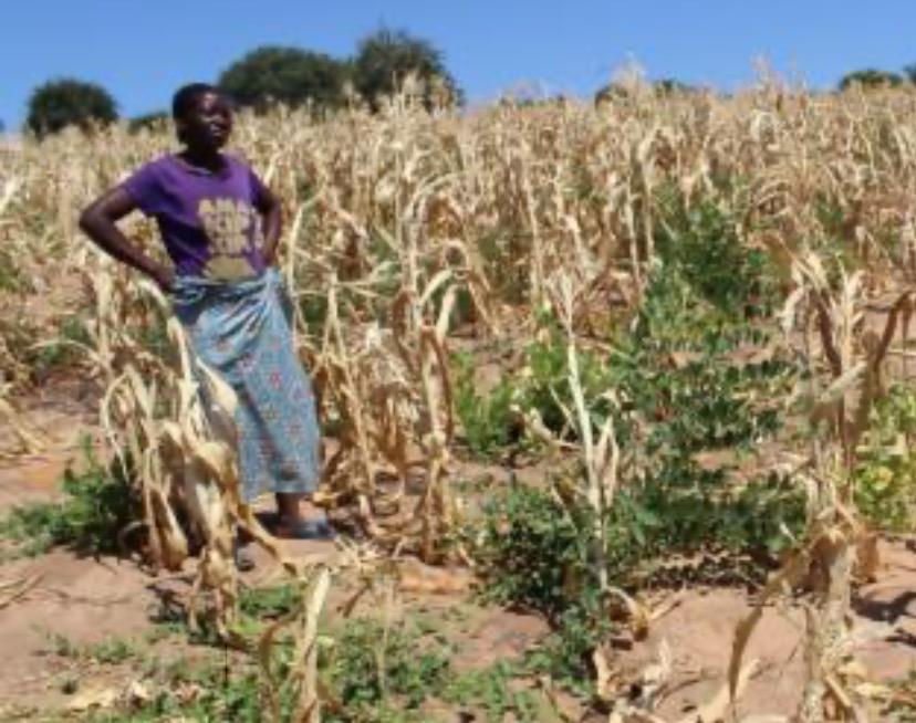 drought in zambia